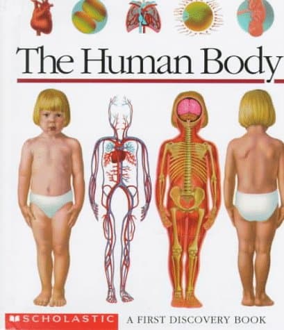 Book cover for The Human Body: A First Discovery Book by Perols, Sylvaine