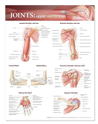 Book cover for Joints of the Upper Extremities Anatomical Chart by Anatomical Chart Company