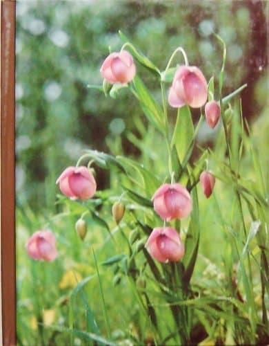 Book cover for Wild-Flower Gardening by Time-Life Books Editors