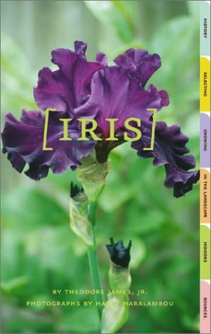 Book cover for Iris by James, Theodore