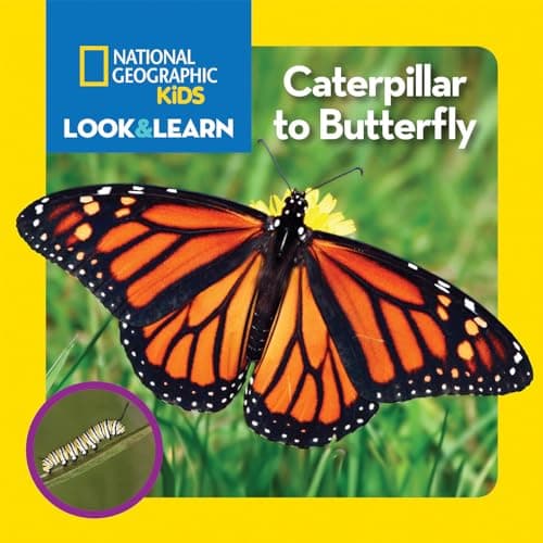 Book cover for National Geographic Kids Look and Learn: Caterpillar to Butterfly (Look & Learn) by National Geographic Kids
