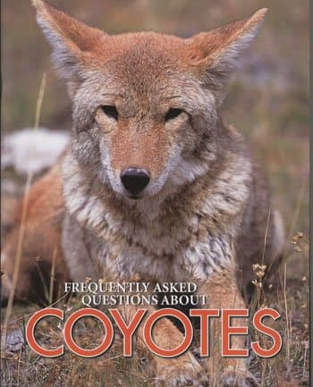 Book cover for Coyotes (Frequently Asked Questions About) by Michael Rigsby