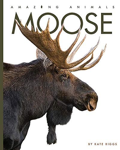Book cover for Moose (Amazing Animals) by Riggs, Kate