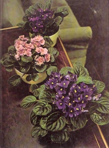 Book cover for Flowering House Plants (The Time-Life Encyclopedia of Gardening) by James Underwood Crockett